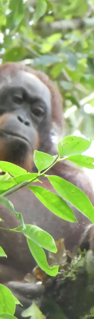 Wir sehen weitere Orang-Utans